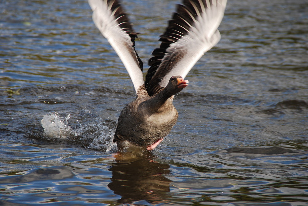 Wildgänse am Hariksee 2