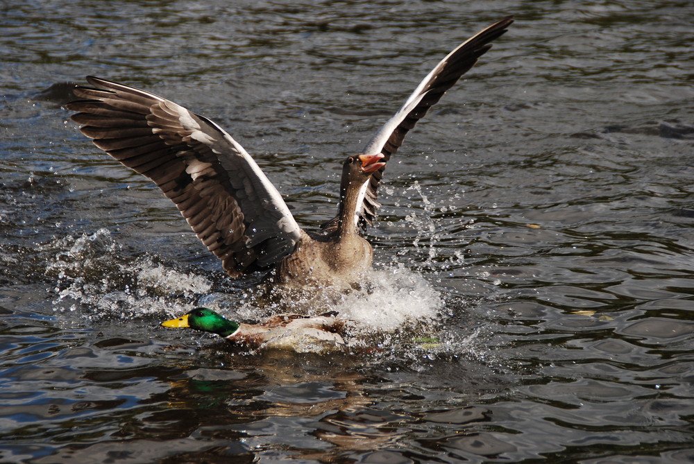 Wildgänse am Hariksee