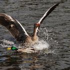 Wildgänse am Hariksee