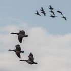 Wildgänse am Himmel