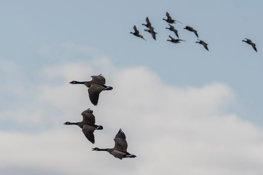 Wildgänse am Himmel