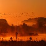 Wildgänse am Horizont - Sonnenaufgang