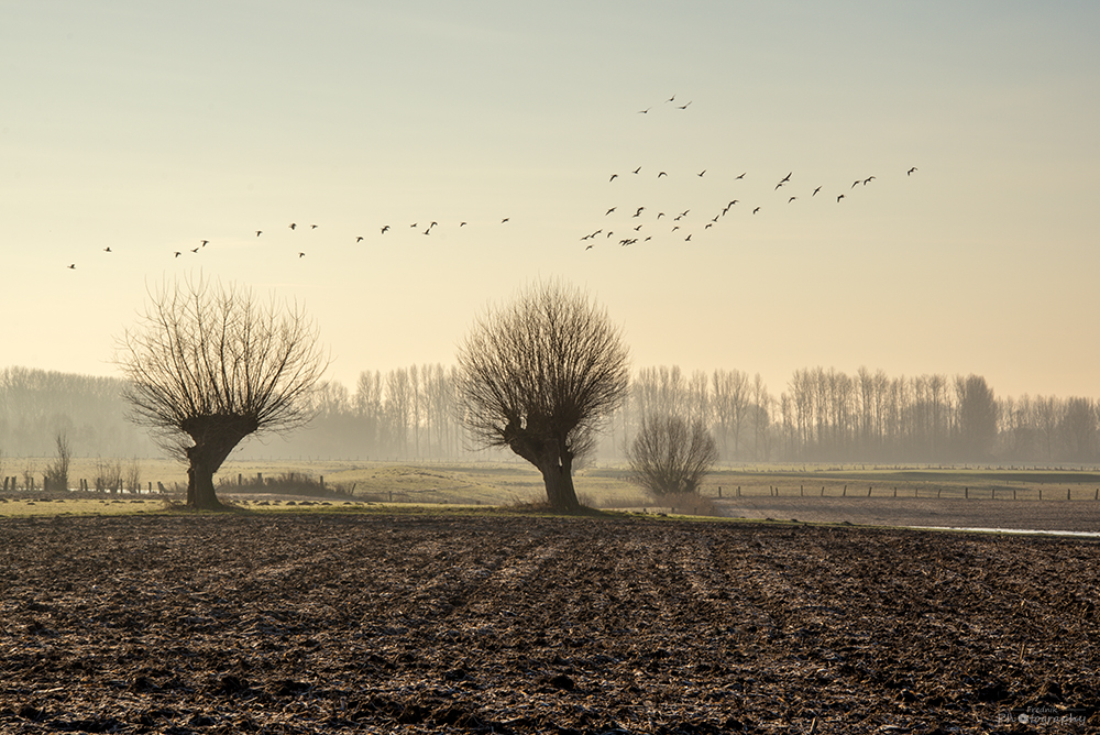 Wildgänse am Morgen