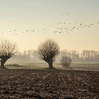 Wildgänse am Morgen