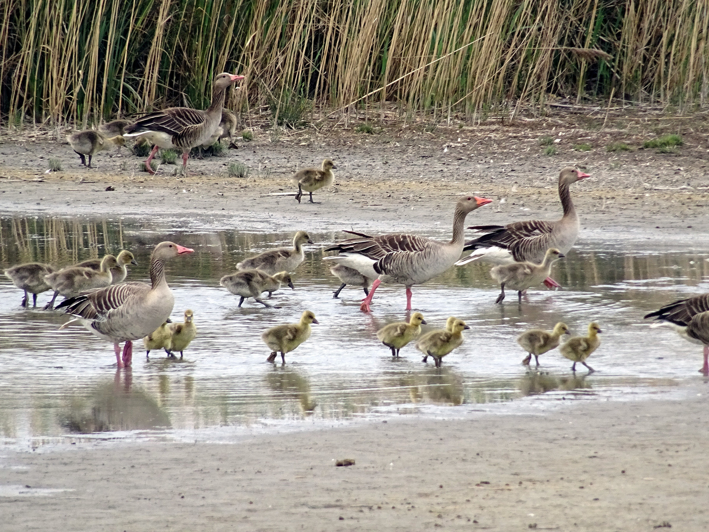 Wildgänse am Neusiedlersee bei Illmitz 2019