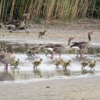 Wildgänse am Neusiedlersee bei Illmitz 2019