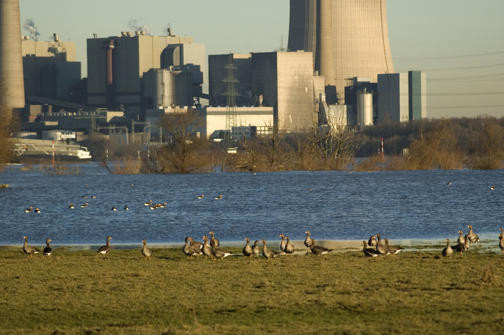 Wildgänse am Niederrhein