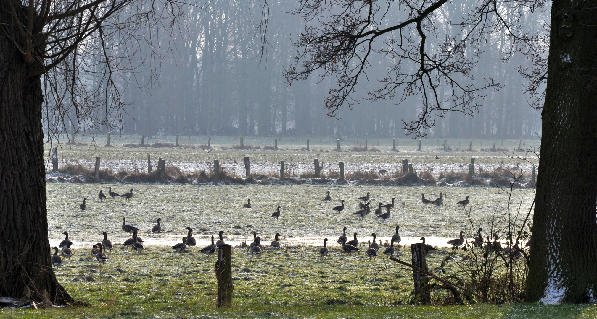 Wildgänse am Niederrhein