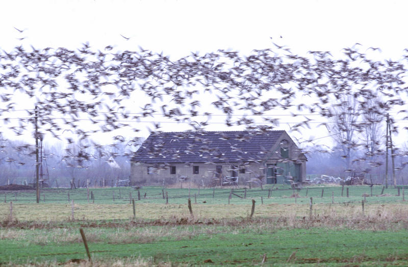 Wildgänse am Niederrhein