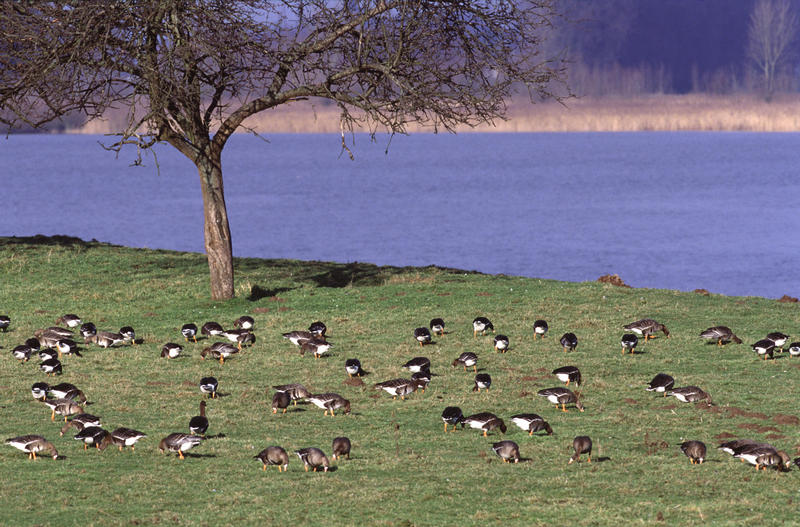 Wildgänse am Niederrhein 2