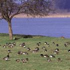 Wildgänse am Niederrhein 2