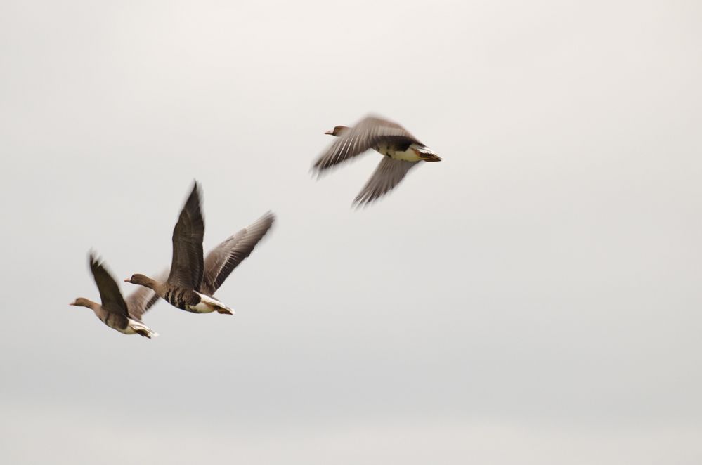 Wildgänse am Niederrhein