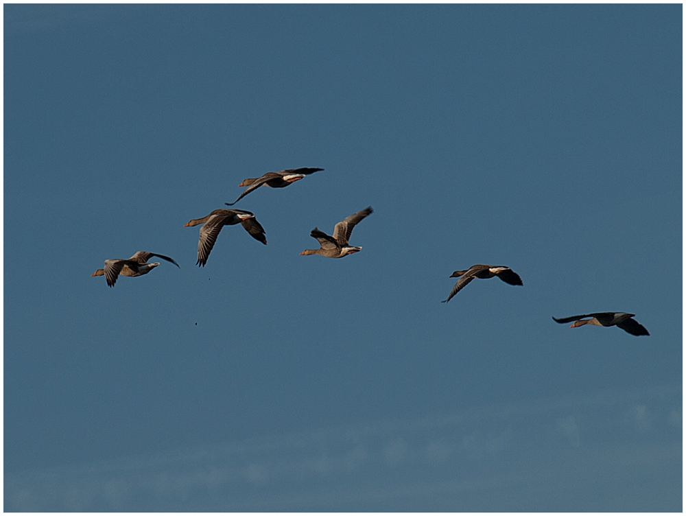 Wildgänse am Niederrhein²