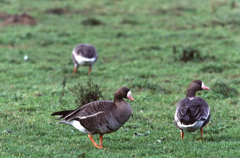 Wildgänse am Niederrhein 3