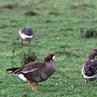 Wildgänse am Niederrhein 3