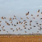 Wildgänse am Niederrhein