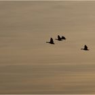 Wildgänse am Niederrhein