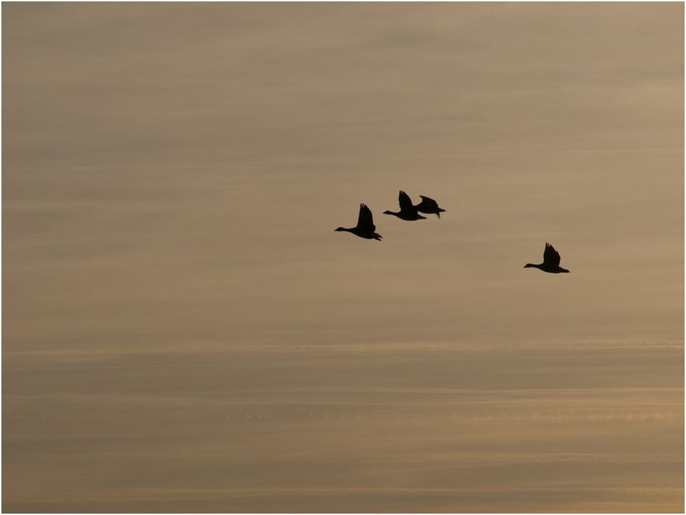 Wildgänse am Niederrhein