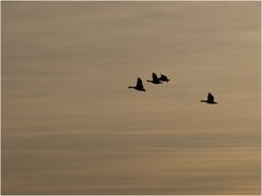 Wildgänse am Niederrhein