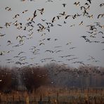 Wildgänse am Niederrhein