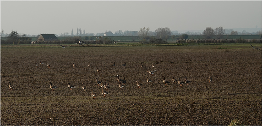 Wildgänse am Niederrhein