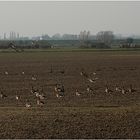 Wildgänse am Niederrhein