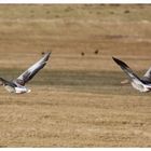 Wildgänse am Niederrhein