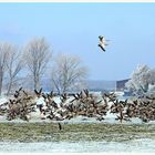 Wildgänse am Niederrhein