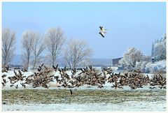 Wildgänse am Niederrhein