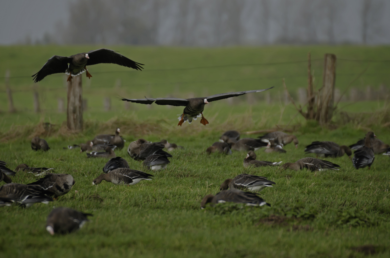 Wildgänse am Niederrhein