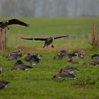 Wildgänse am Niederrhein