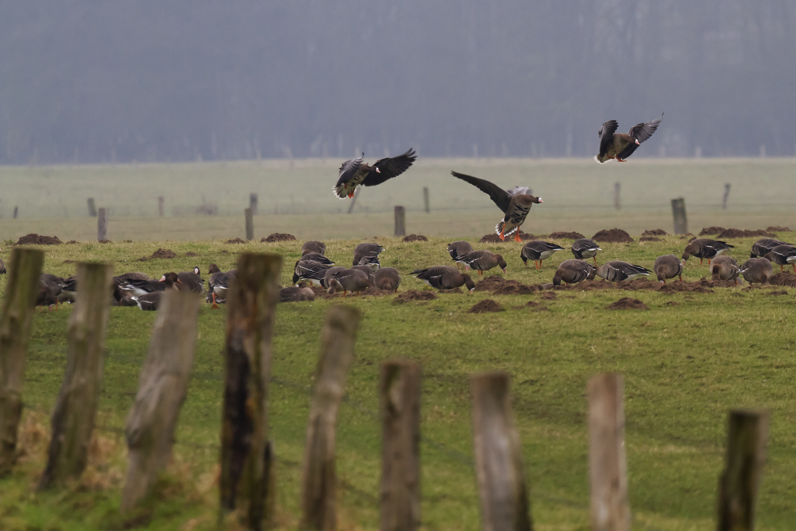 Wildgänse am Niederrhein