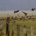 Wildgänse am Niederrhein