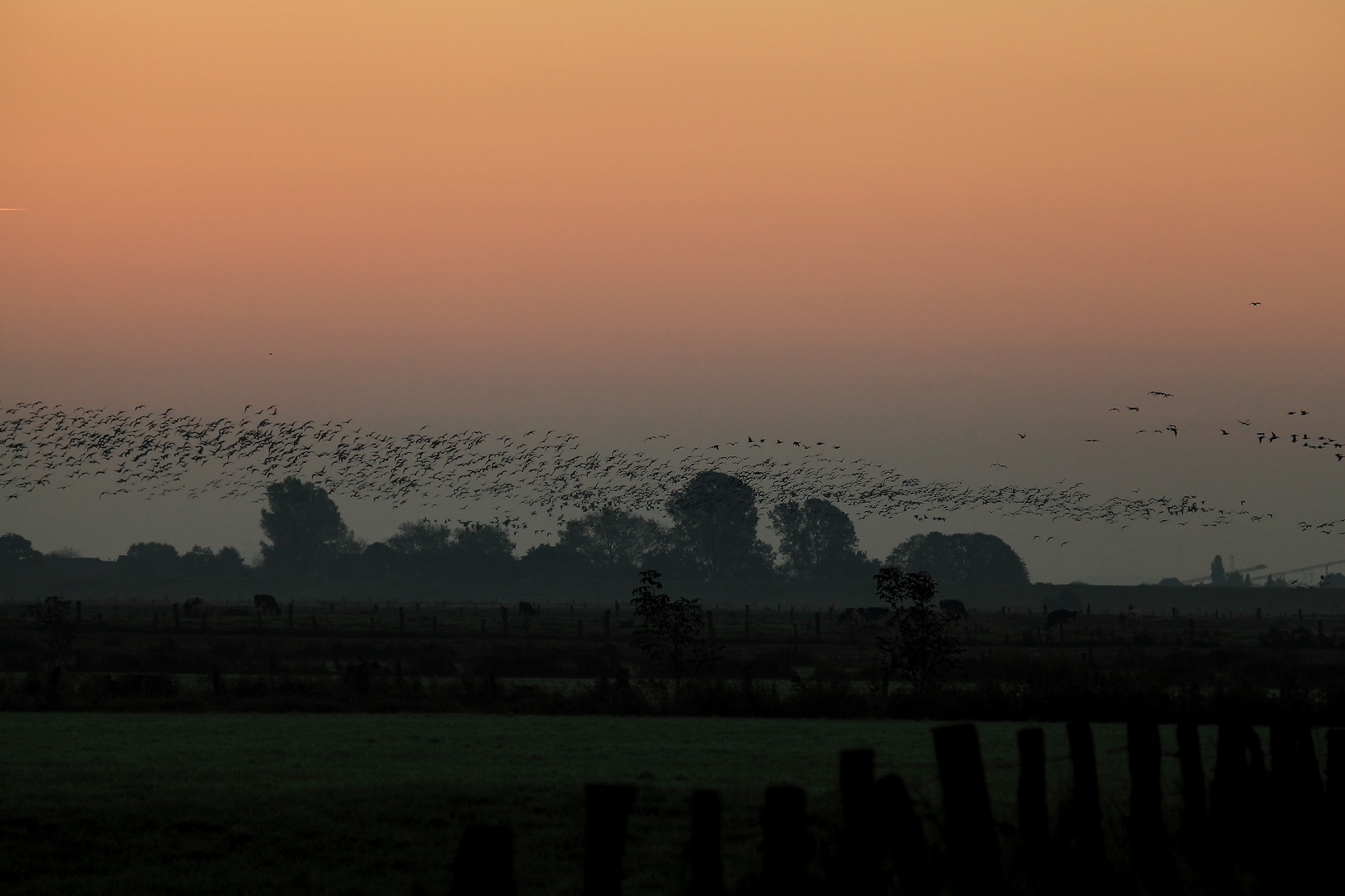 Wildgänse am Niederrhein