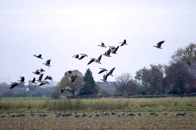 Wildgänse am Niederrhein