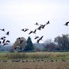 Wildgänse am Niederrhein