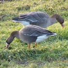 Wildgänse am Niederrhein