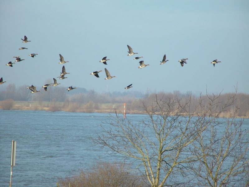 Wildgänse am Niederrhein bei Wesel