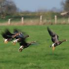 Wildgänse am Niederrhein