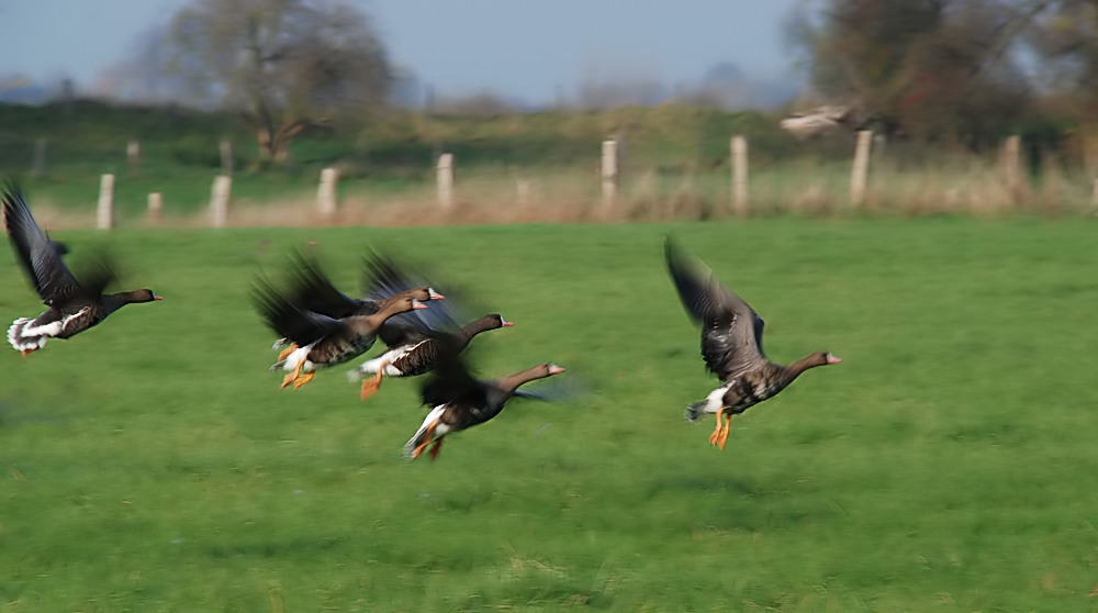 Wildgänse am Niederrhein