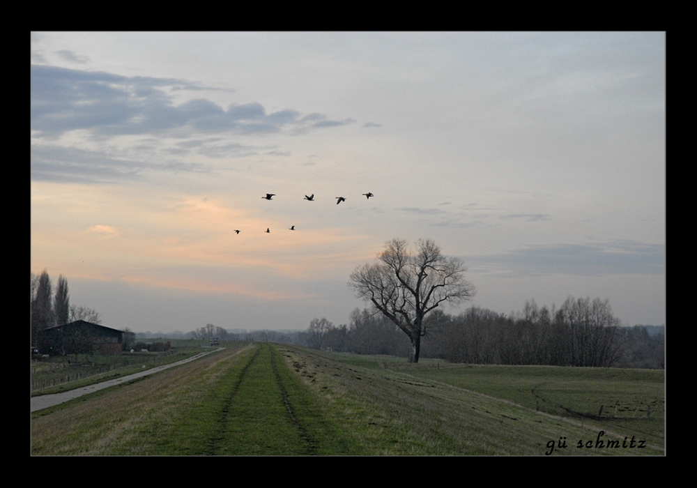 Wildgänse am Niederrhein