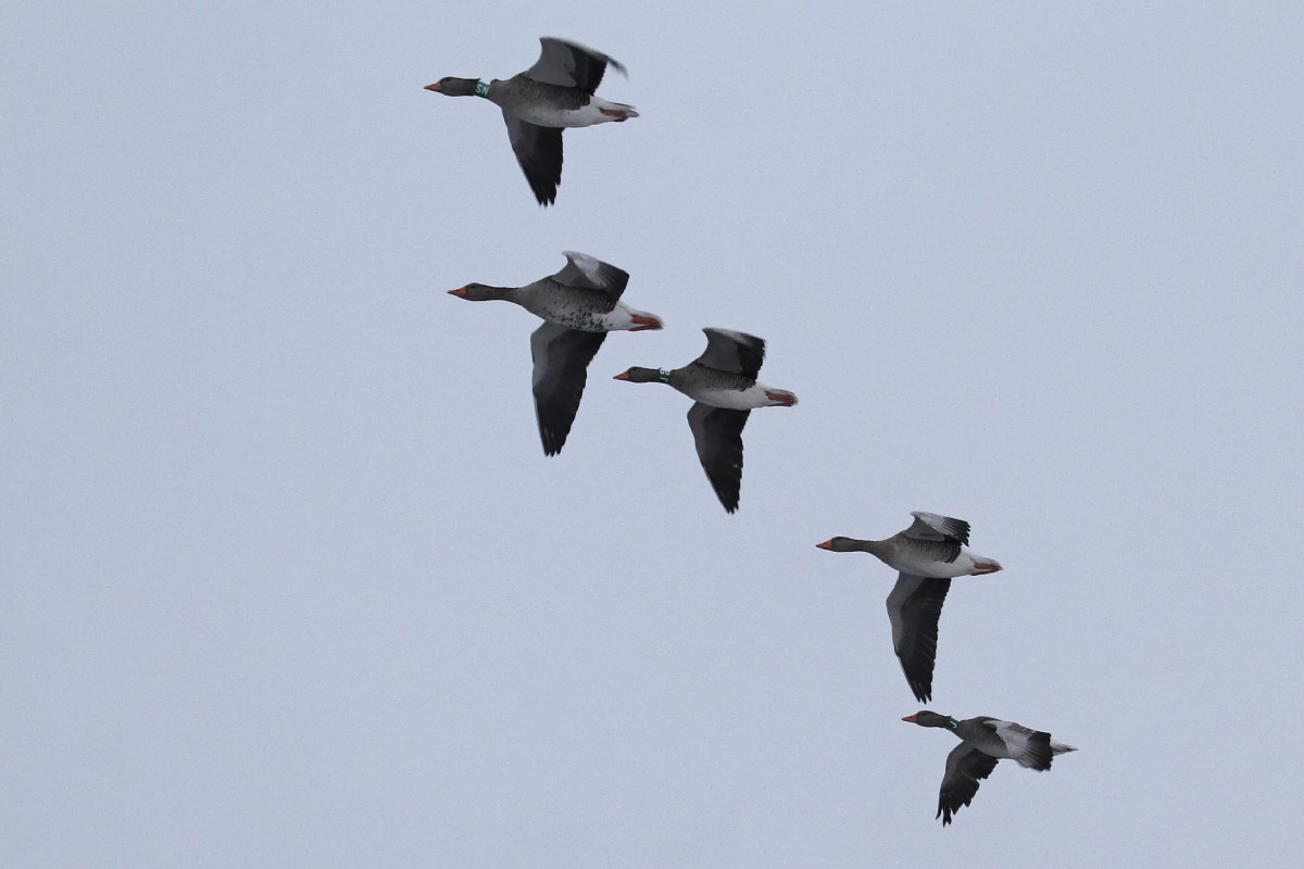 Wildgänse am Niederrhein