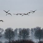 Wildgänse am Niederrhein