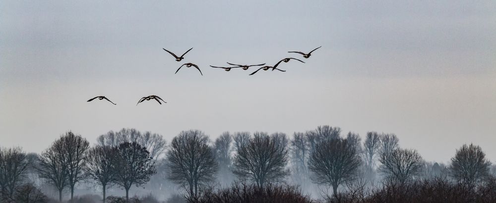 Wildgänse am Niederrhein