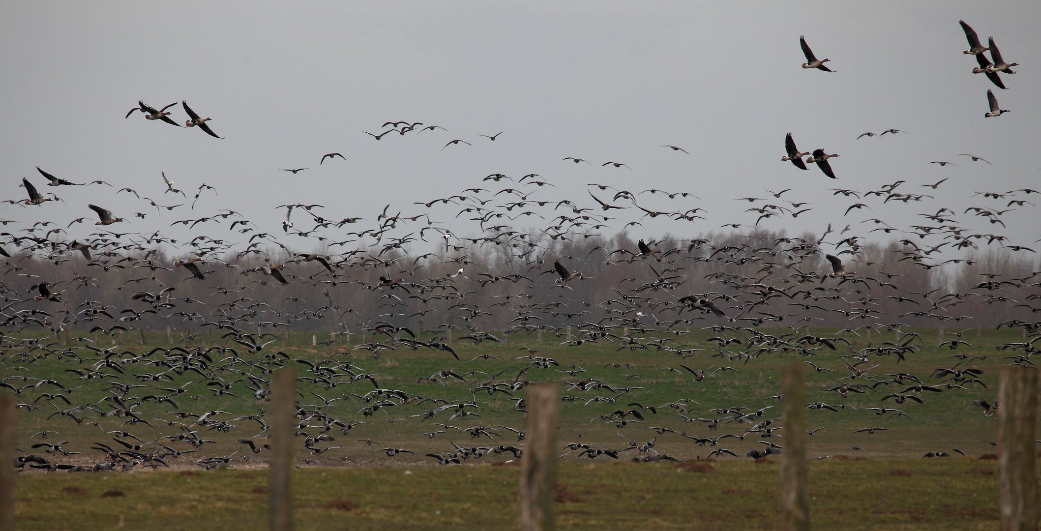 Wildgänse am Niederrhein (DOKU)