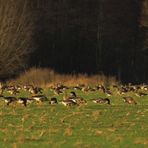 Wildgänse am Niederrhein Doku-Nr. 1/3