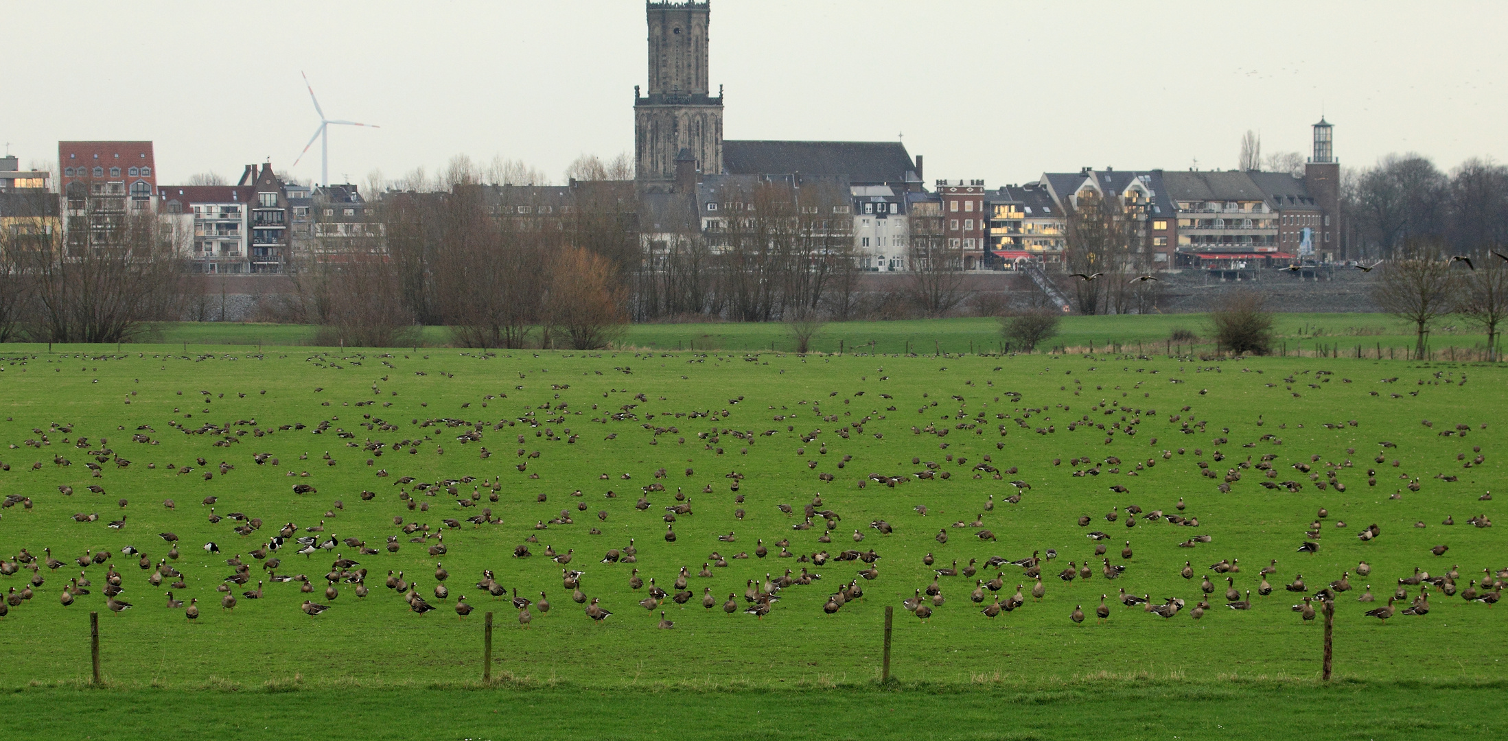 Wildgänse am Niederrhein Doku-Nr. 2/3