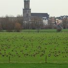 Wildgänse am Niederrhein Doku-Nr. 2/3