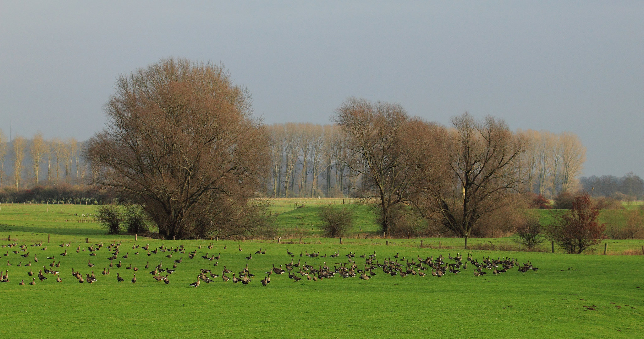 Wildgänse am Niederrhein Doku-Nr. 3/3