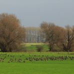 Wildgänse am Niederrhein Doku-Nr. 3/3